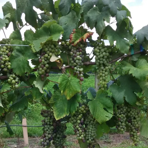 Red grapes ripening on the vine at Katya Vineyards