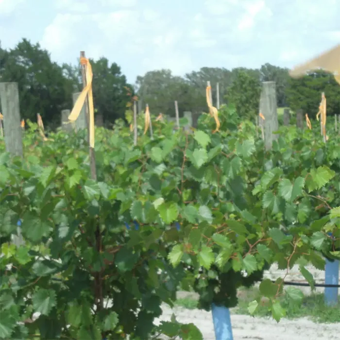 Vineyard rows at Katya Vineyards